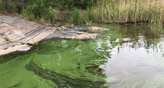 Bild på algblomning vid Ruds badplats i Vänern.