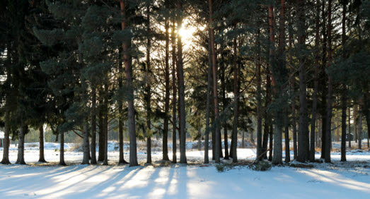 Solen skiner genom träden i skogen
